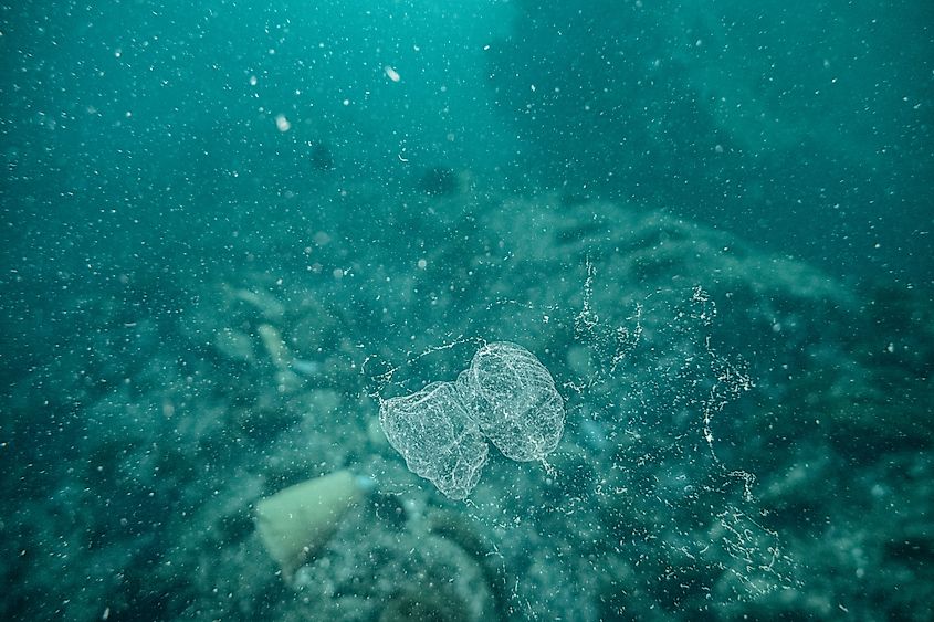 Larvacean in Cabo San Lucas, Mexico