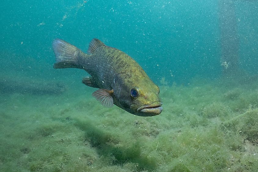 Largemouth bass in a lake.