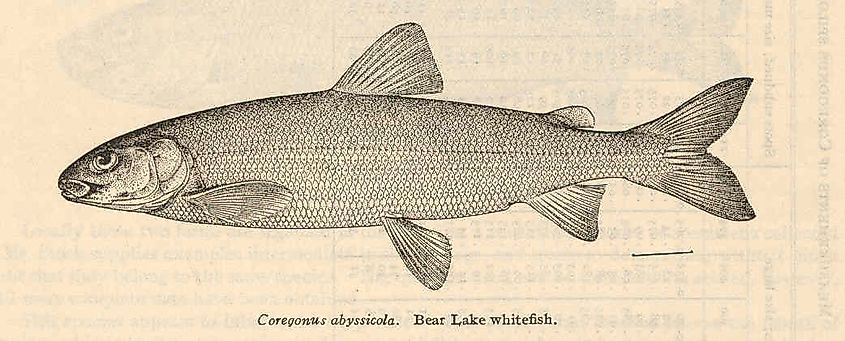 Bear Lake whitefish. 