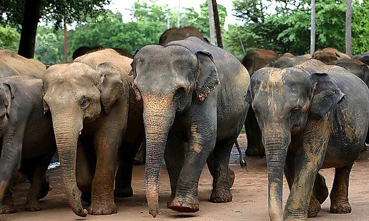 How Many Types Of Elephants Are There? - WorldAtlas How Many Types Of Elephants Are There? - WorldAtlas