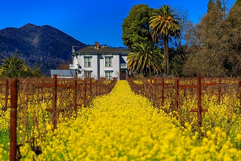 grape vines at a vineyard in the spring in Yountville Napa Valley, California, USA