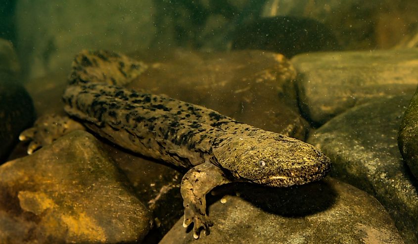 Eastern Hellbender underwater