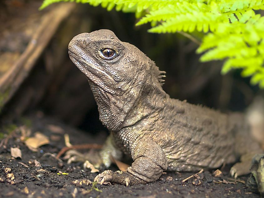 A tuatara from New Zealand.