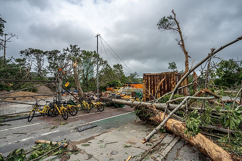 Streets in Hong Kong covered in branches after Typhoon Mangkhut