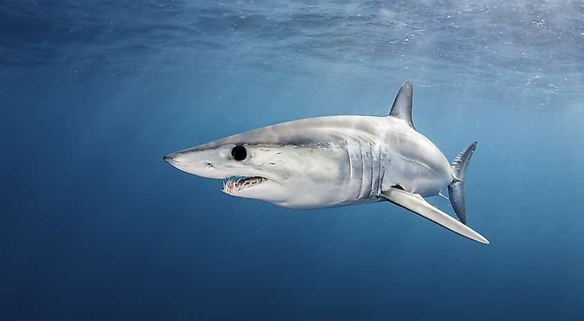 A shortfin mako, one of several lamnid sharks that share heat-exchange anatomy but occupy different thermal niches.
