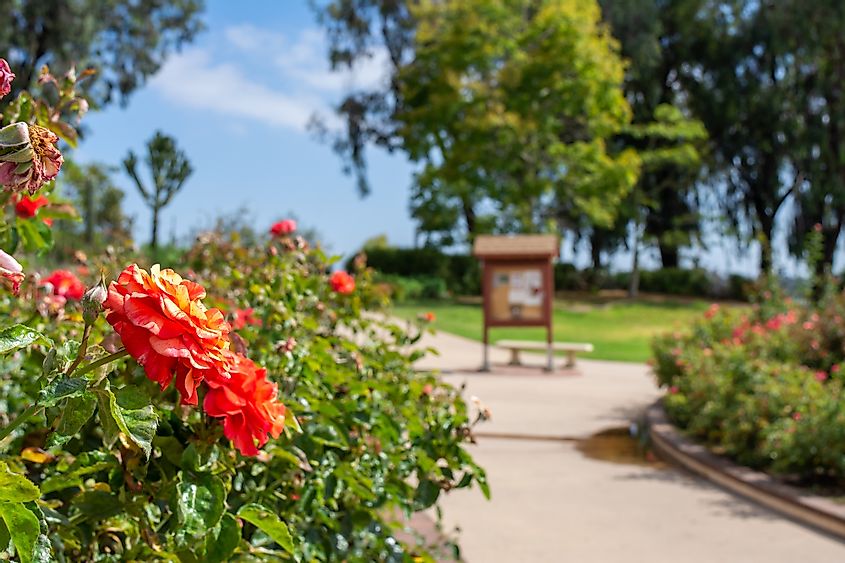 Rose garden in Balboa Park