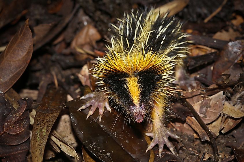 Animals That Live in Madagascar - WorldAtlas
