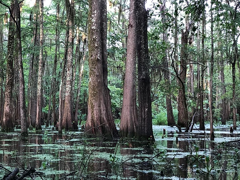 Black Bayou Lake, Louisiana