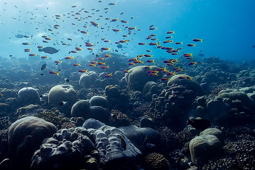 Underwater sea coral