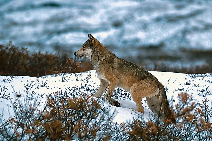 Timber wolf walking in the snow in Denali National Park, Alaska.