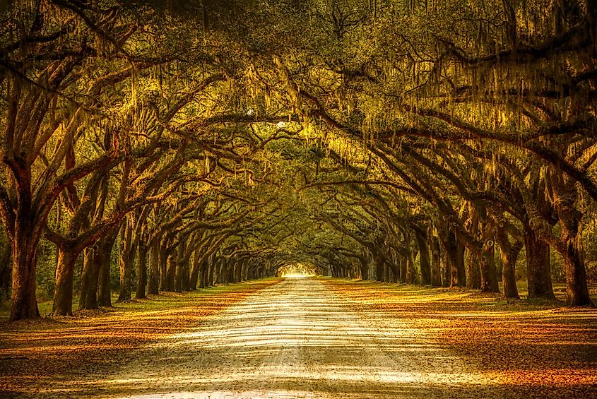 View of old oak trees with spanish moss forming an alley in Savannah, Georgia