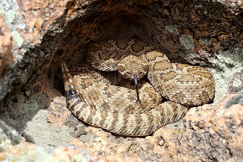Great Basin rattlesnake