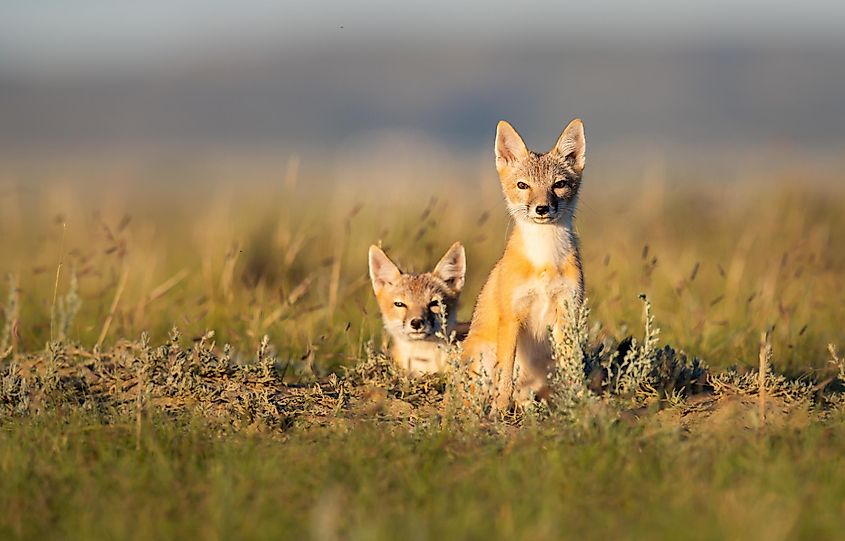Two swift foxes in their grassland habitat.