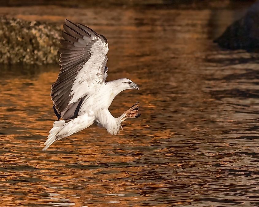 Whitebellied Sea Eagle fishing in the Hawkesbury River