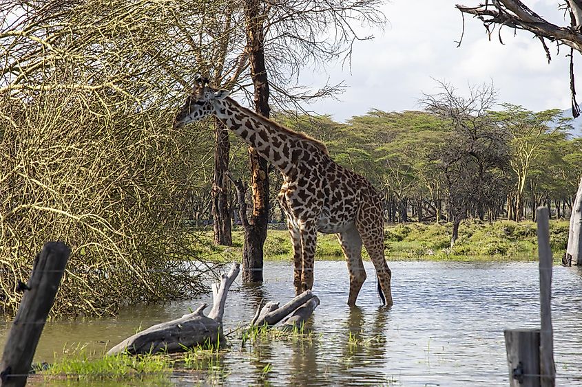 Lake Naivasha