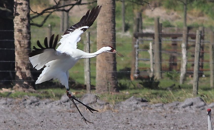Whooping crane