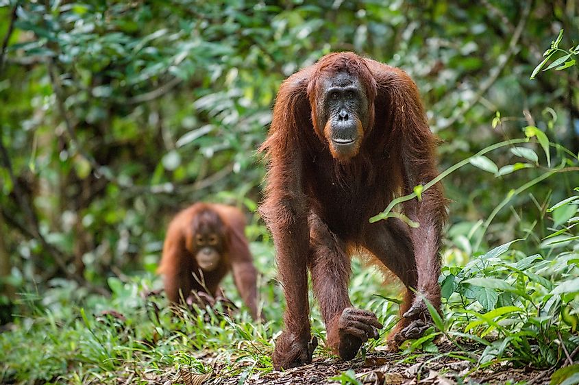 Borneo orangutans