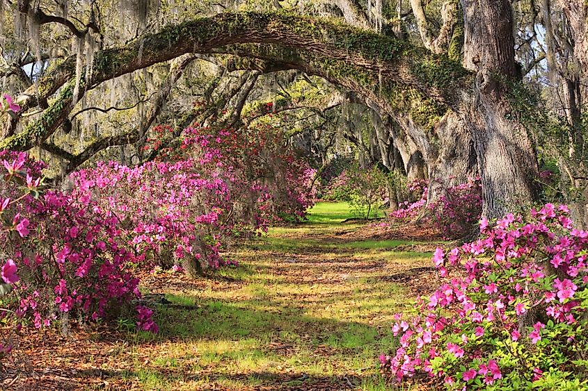 Lane of spring blooming azalea bushes under arched live oak trees draped with hanging Spanish moss at Magnolia Plantation in Charleston, South Carolina.