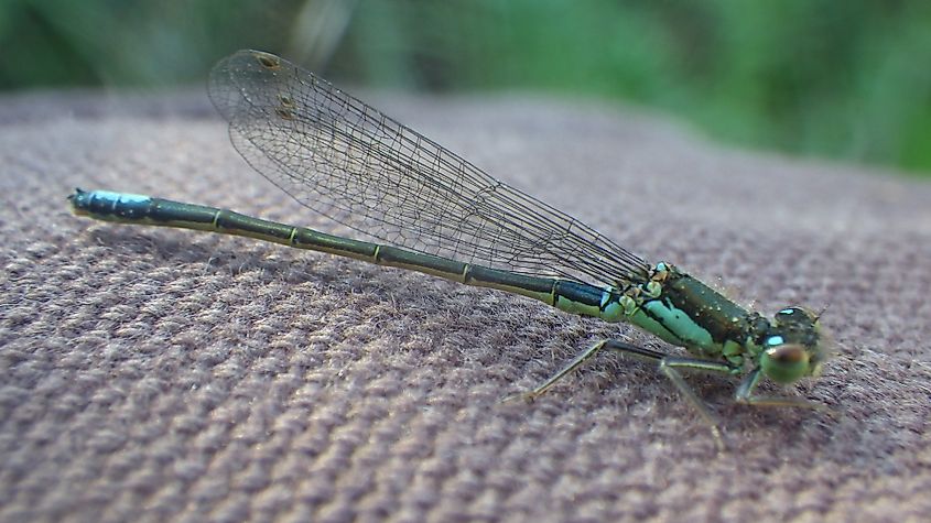 A San Francisco Forktail (Ischnura gemina) observed in the San Francisco Bay Area.