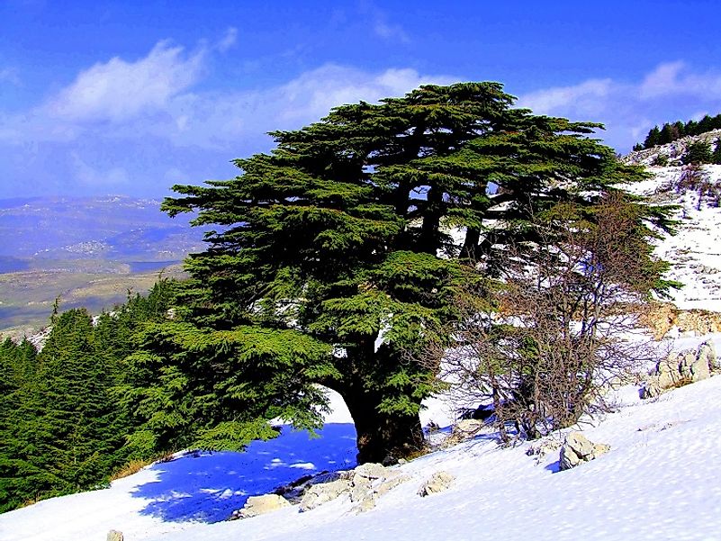Dømme fire gange skrive et brev Nature Reserves And Protected Areas In Lebanon - WorldAtlas
