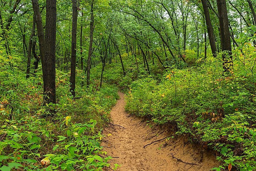 Autumn landscape along the Cowles Bog Trail on a rainy morning.