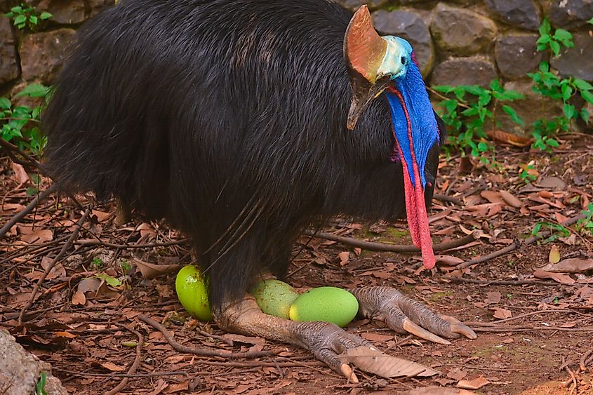 Male cassowary incubating an egg. Via Shutterstock / lucky vectorstudio