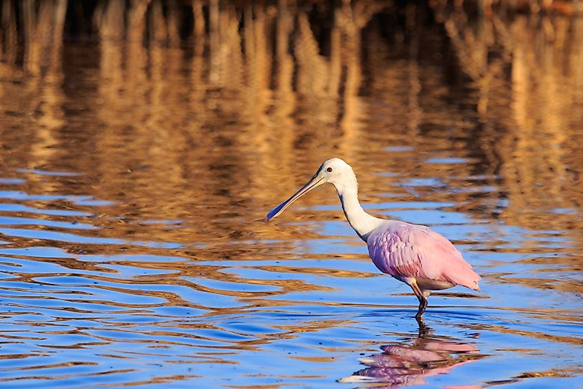 Brazoria National Wildlife Refuge in Lake Jackson, Texas.