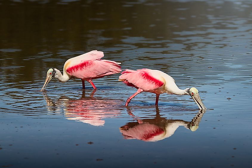 Roseate spoonbills in Everglades National Park, Florida.