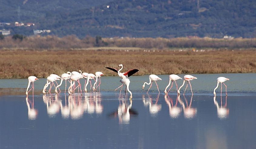 Flamingo landing while pink flamingos birds resting eating at blue lagoon of the Ambracian gulf in Epirus, Greece