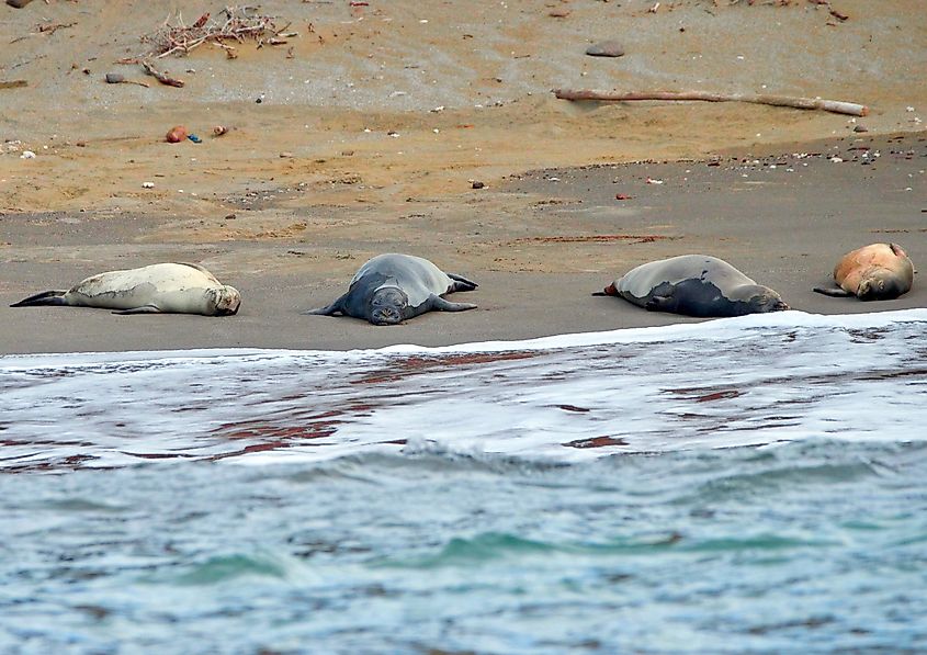 Hawaiian Monk Seal in Ni'ihau beach.