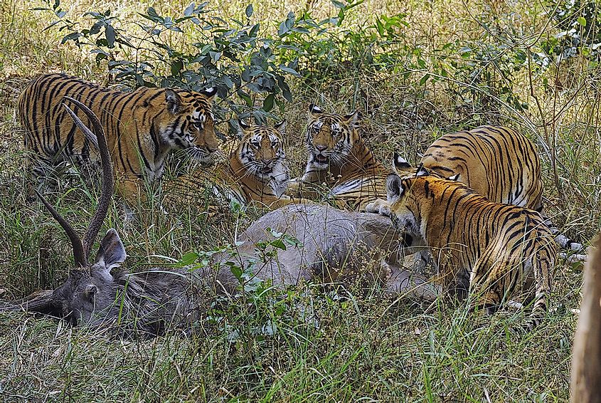 Tigress with cubs