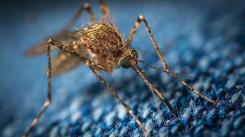 Why Mosquitoes Are The Deadliest Animals On The Planet - WorldAtlas