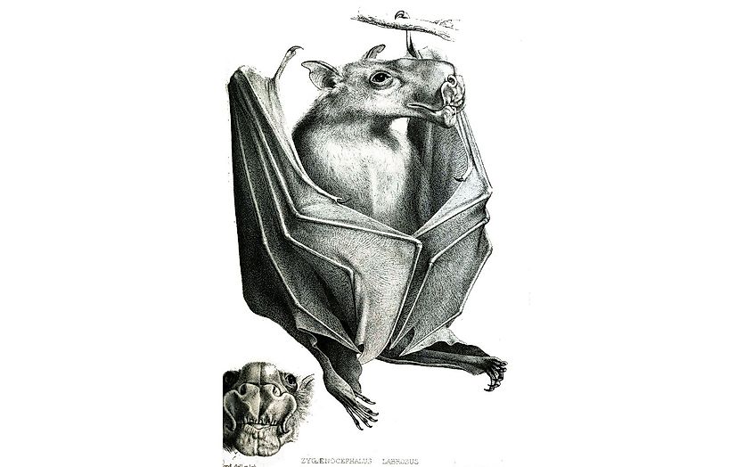 Is the Hammerhead Bat a Real Animal? - WorldAtlas