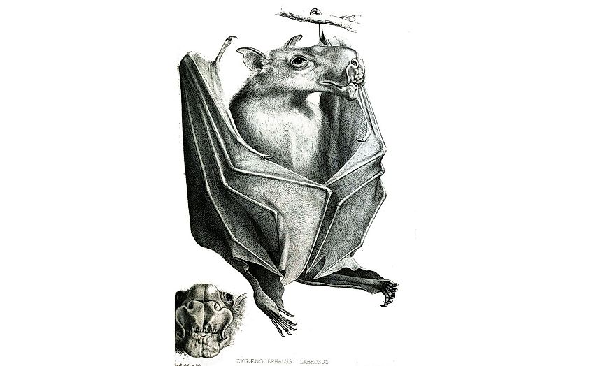 Is the Hammerhead Bat a Real Animal? - WorldAtlas Is the Hammerhead Bat a Real Animal? - WorldAtlas