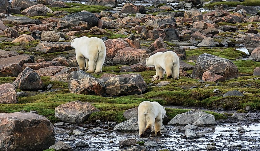 Polar bears near Churchill on the Hudson Bay. 