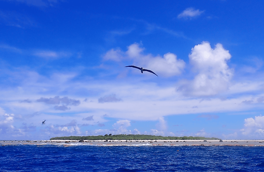 A seagull flies away from Rose Atoll. NOAA Fisheries/Damaris Torres-Pulliza, Public domain, via Wikimedia Commons