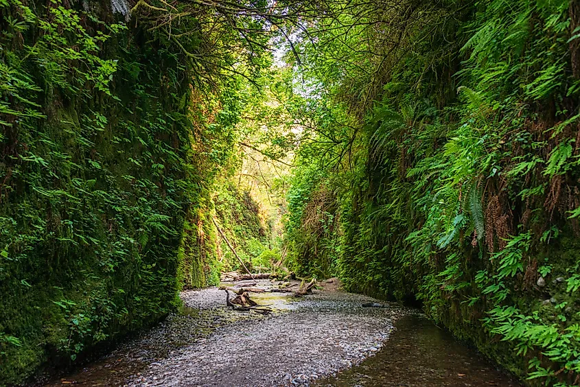 Fern Canyon in Northern California.