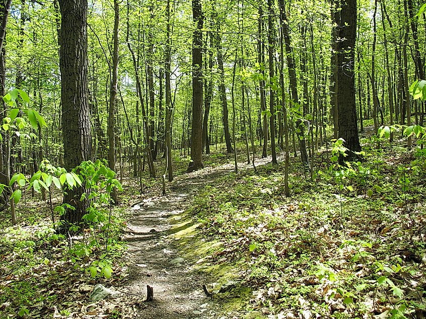 Part of the Appalachian Trail in Pennsylvania.