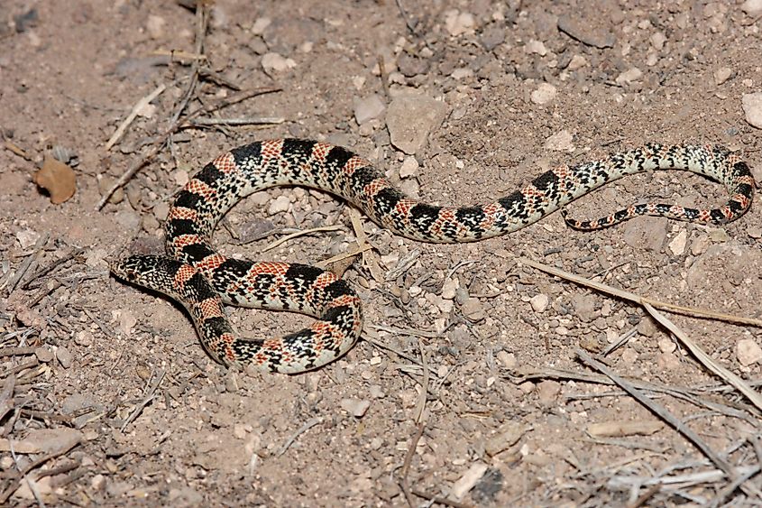 Rhinocheilus lecontei found near Las Cruces, New Mexico.
