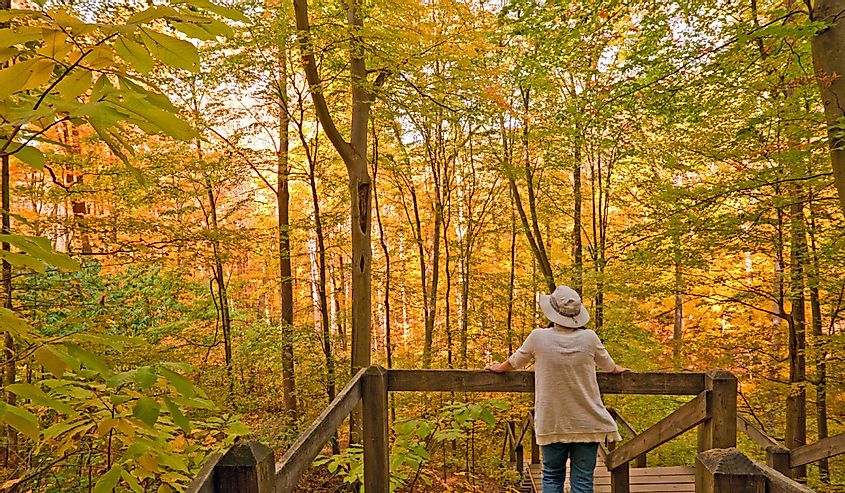 Person on Nature Trail in Brown Country State Park in Indiana in Fall