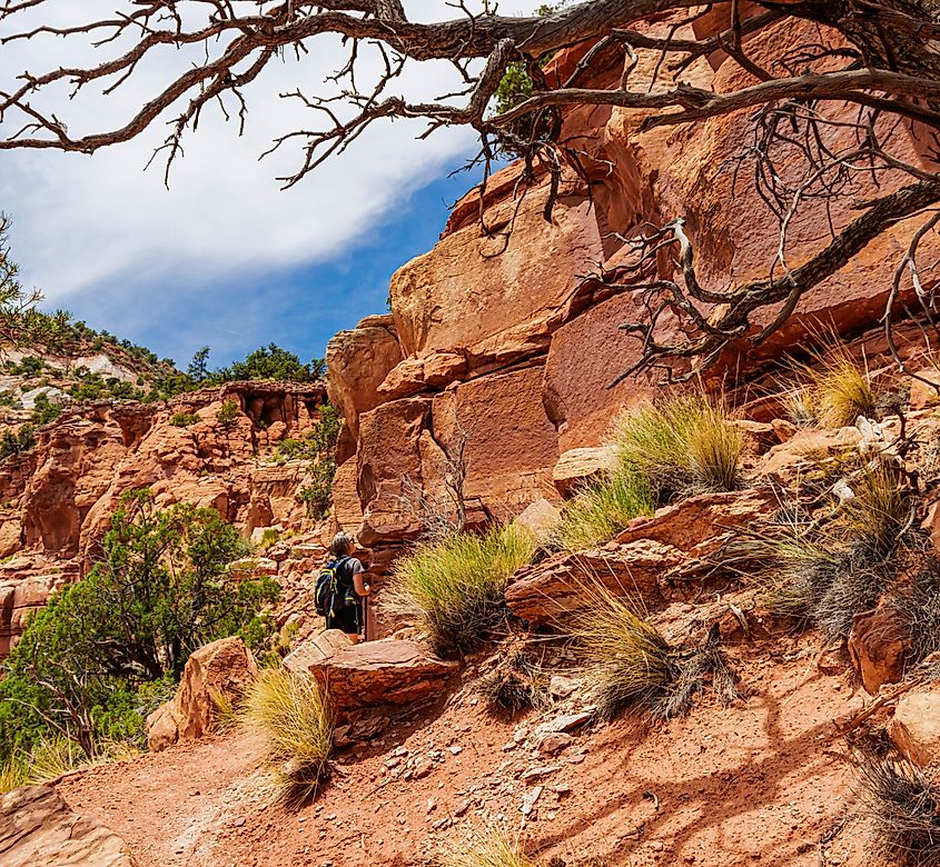 A hiker of the Bunting Trail.