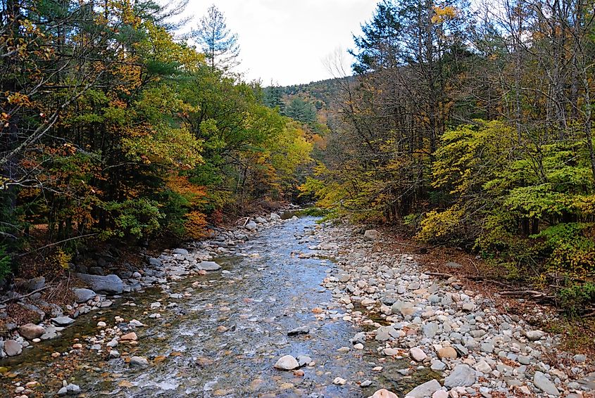 A stream running through the Mohawk Trail State Forest.