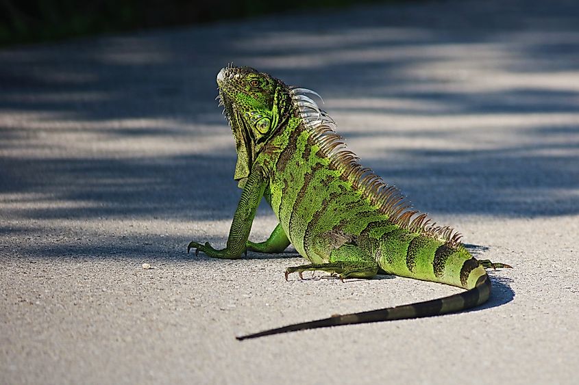 Sanibel island iguana