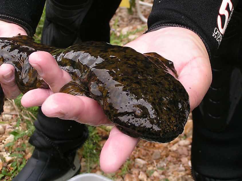 Ozark hellbender salamander.