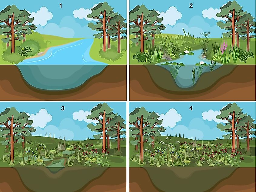 Secondary succession stages in a pond.