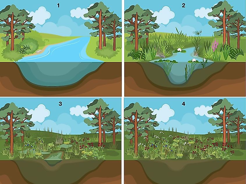 research about ecological succession