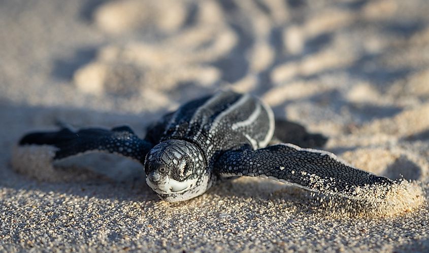 Leatherback Baby Turtle.