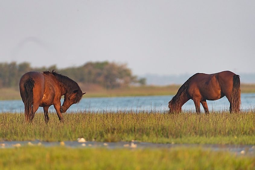 Wild horses on the Rachel Carson National Wildlife Refuge near Beaufort, North Carolina.