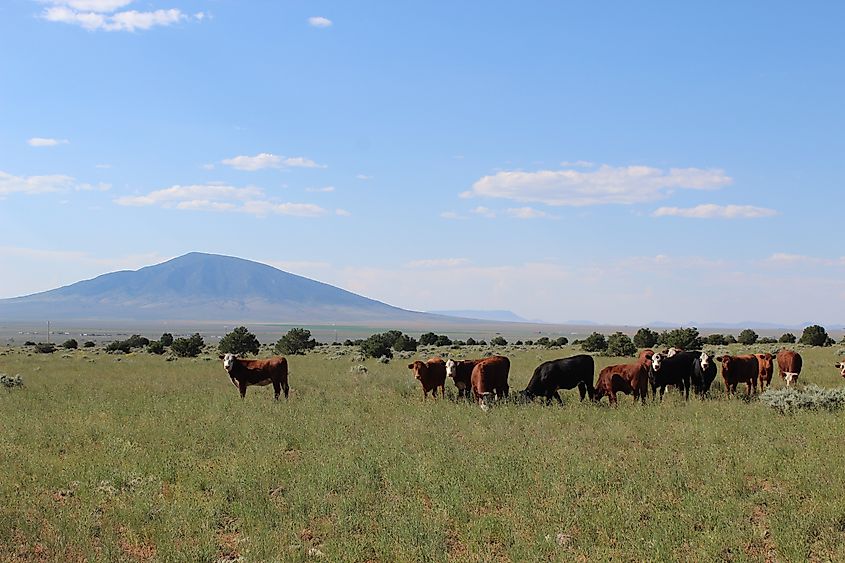 Grazing cows in northern Taos County, New Mexico. Credit: Dylan R.N. Crabb / Shutterstock