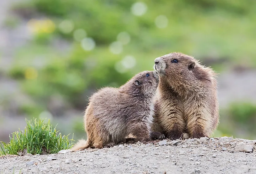 Olympic marmots, parent and youngster.
